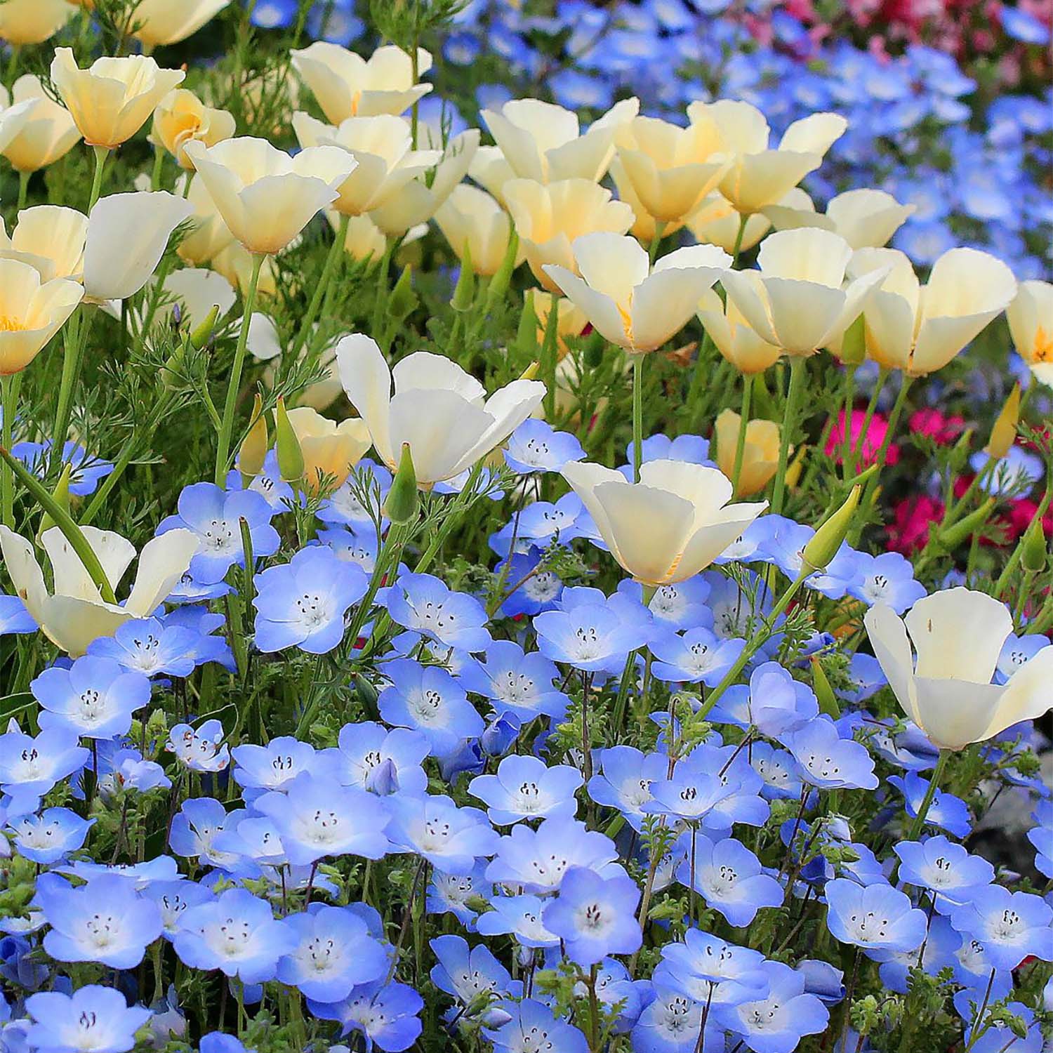Plant Annie’s Annuals and Perennials: Your Garden Will Never Be the Same