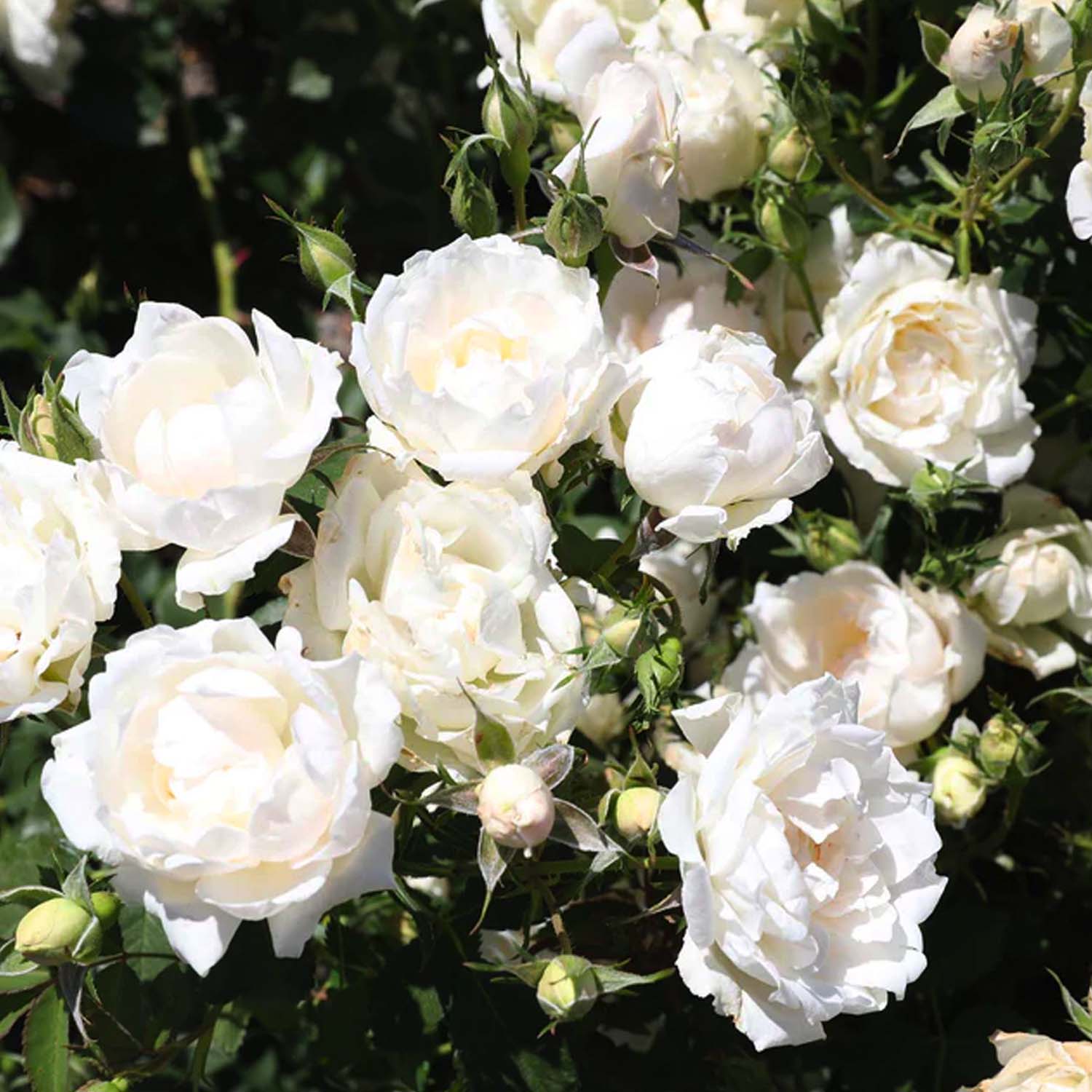 The Enchanting Icecap Rose: A Blooming Marvel in Your Garden