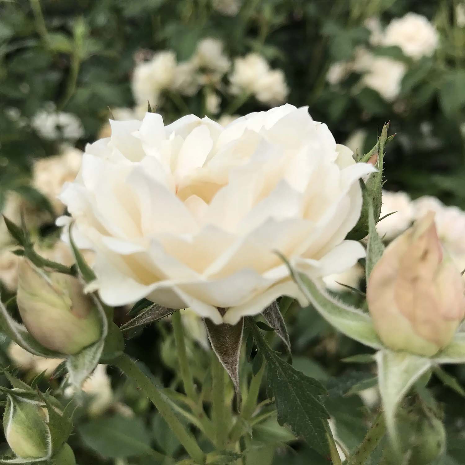 The Enchanting Icecap Rose: A Blooming Marvel in Your Garden
