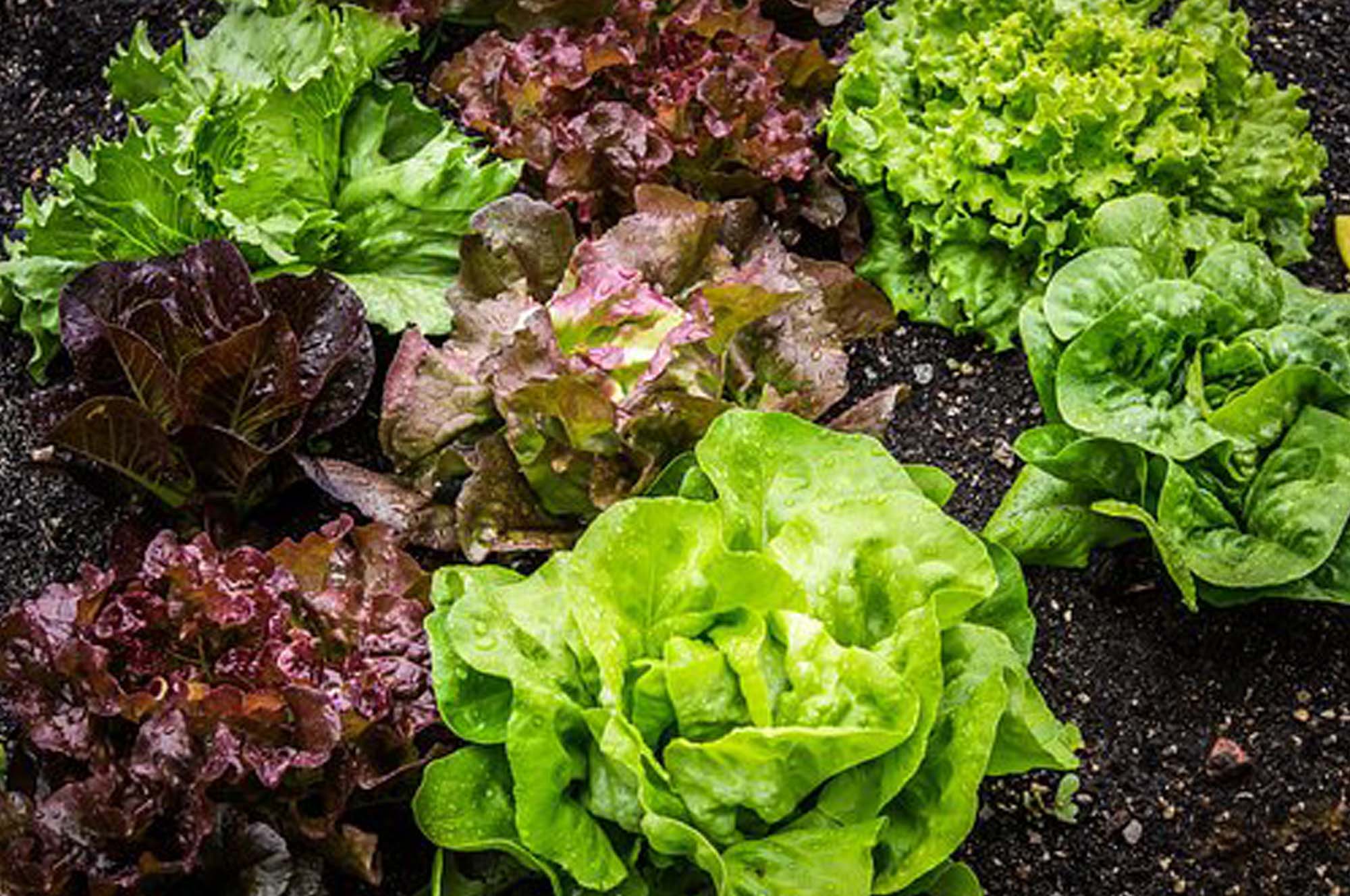 How To Grow Lettuce In Grow Bags 