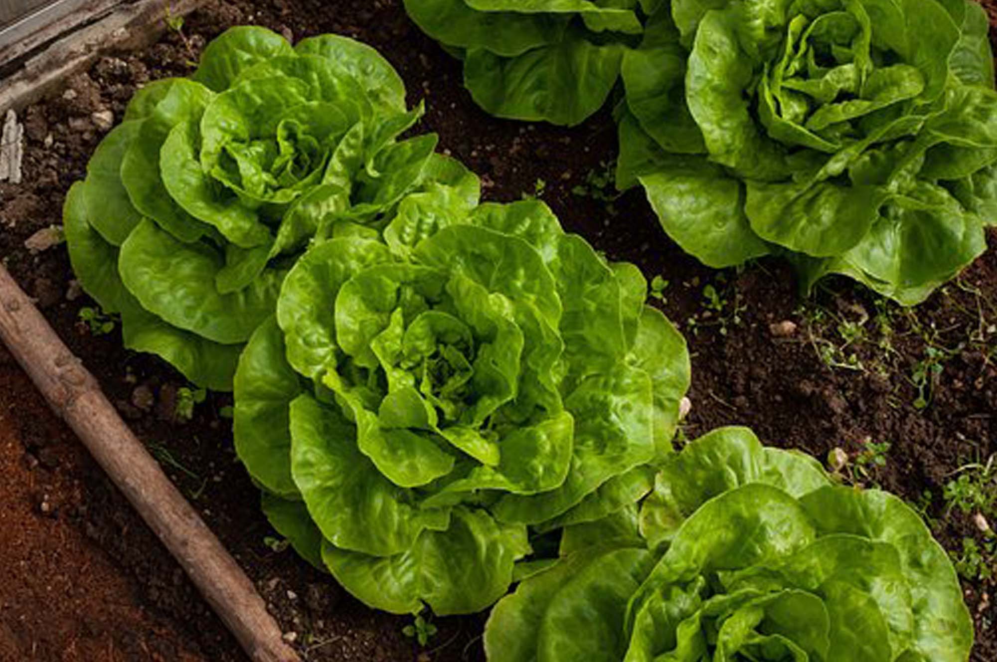 Growing Different Lettuce Varieties