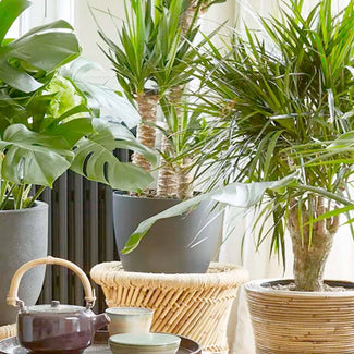 Indoor Plants