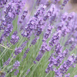 Lavandula Officinalis