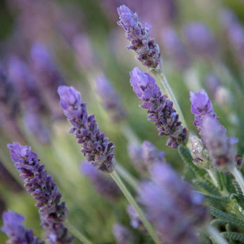 Lavender - French - Lavandula dentata – Roger's Gardens