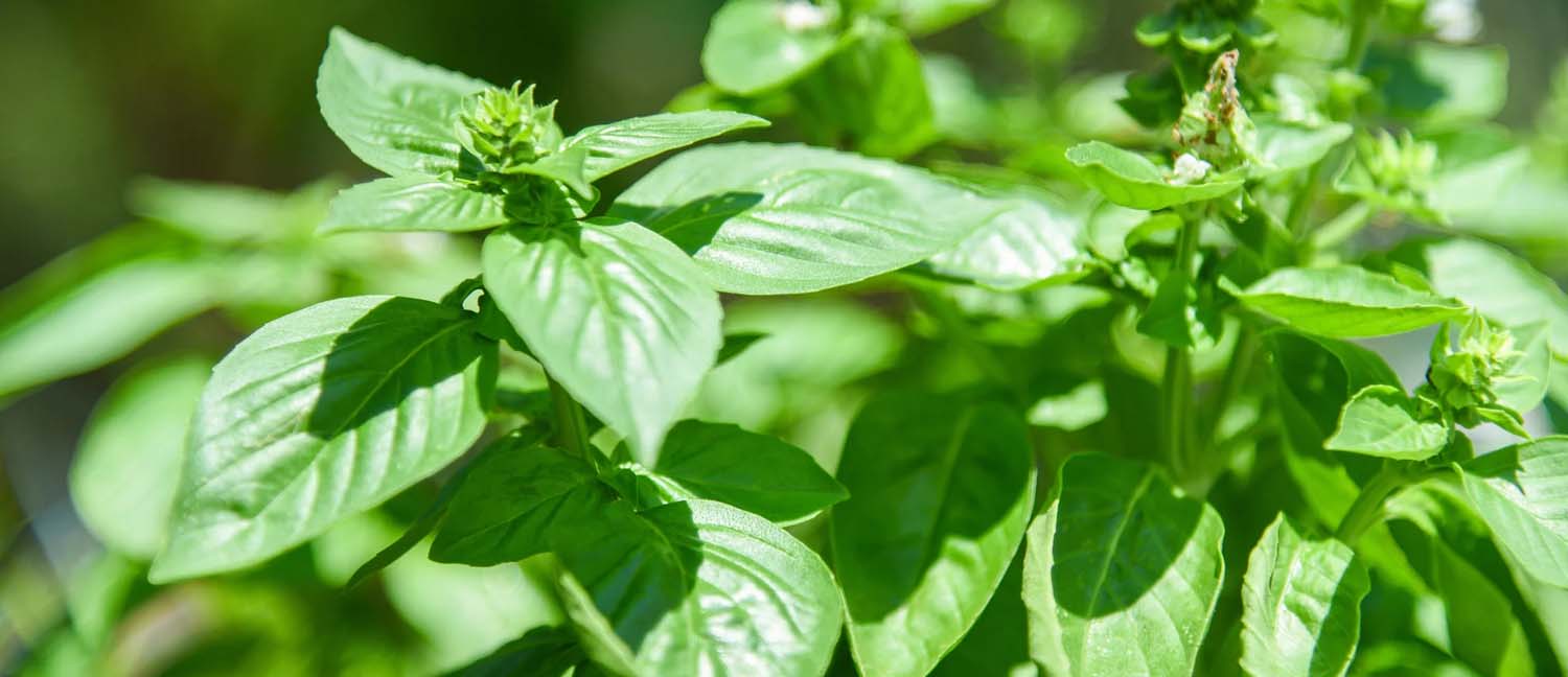 Sun-Kissed Basil: The Top Varieties for Southern California Gardens