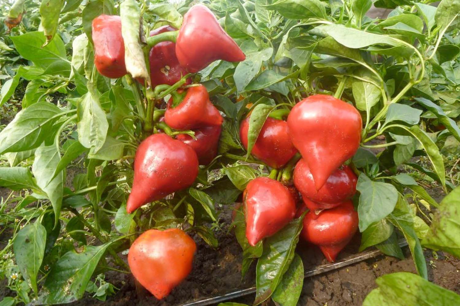 Meet The Leysa: Sweetest Pepper in the World