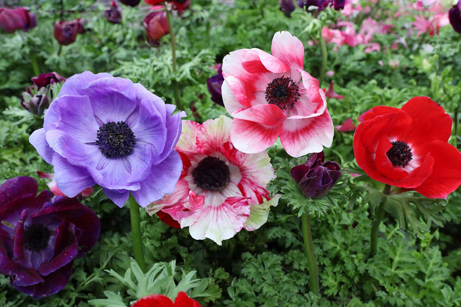 Unveiling the Charm of Italian Anemones: A Floral Jewel in Your Garden