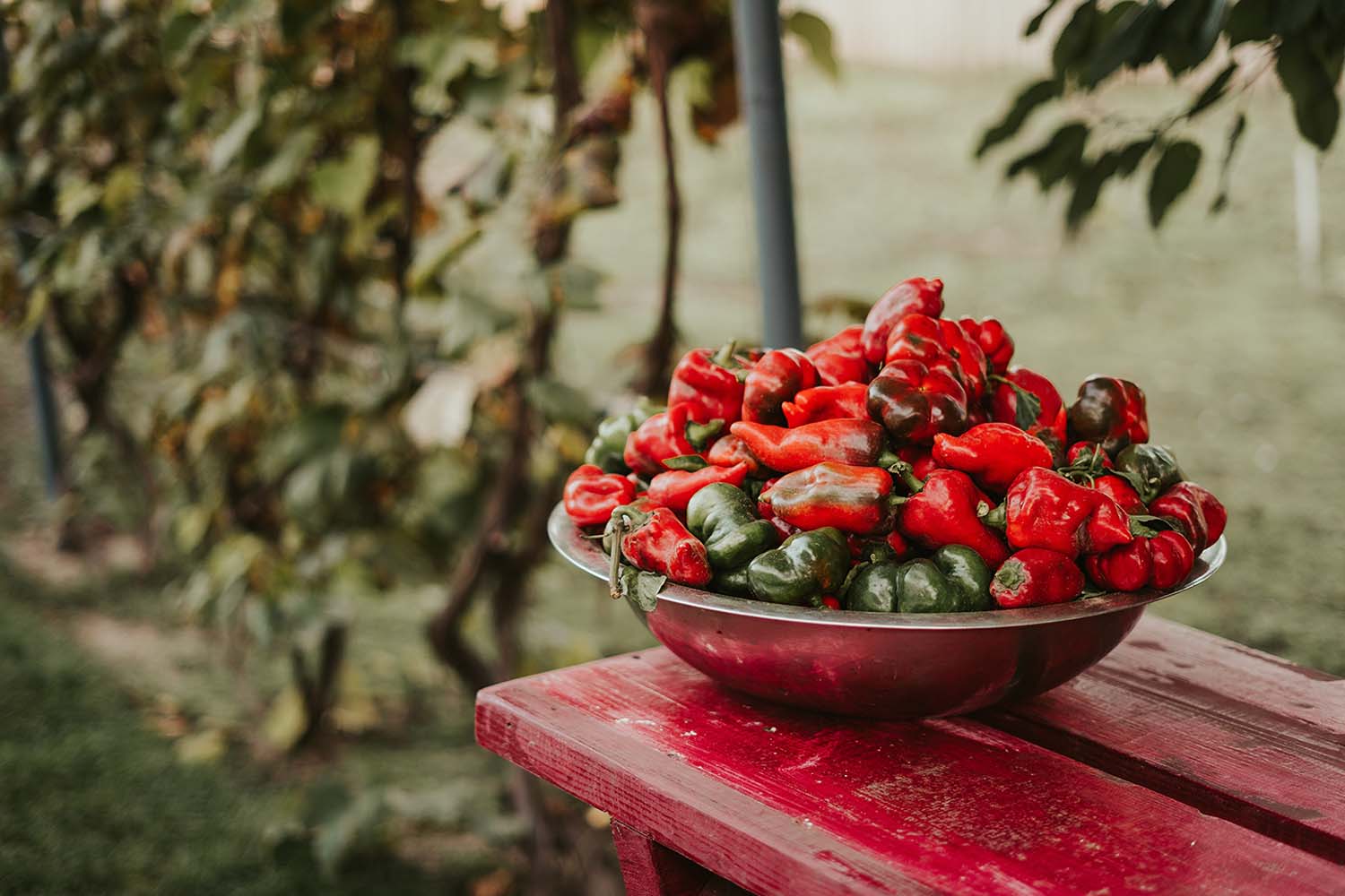 Your Guide To Mexican Peppers
