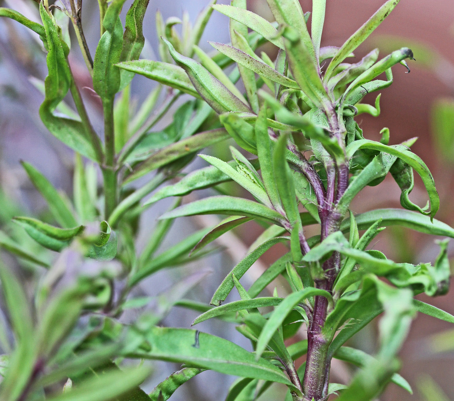 The Cool Cousins of the Herbs You Think You Know