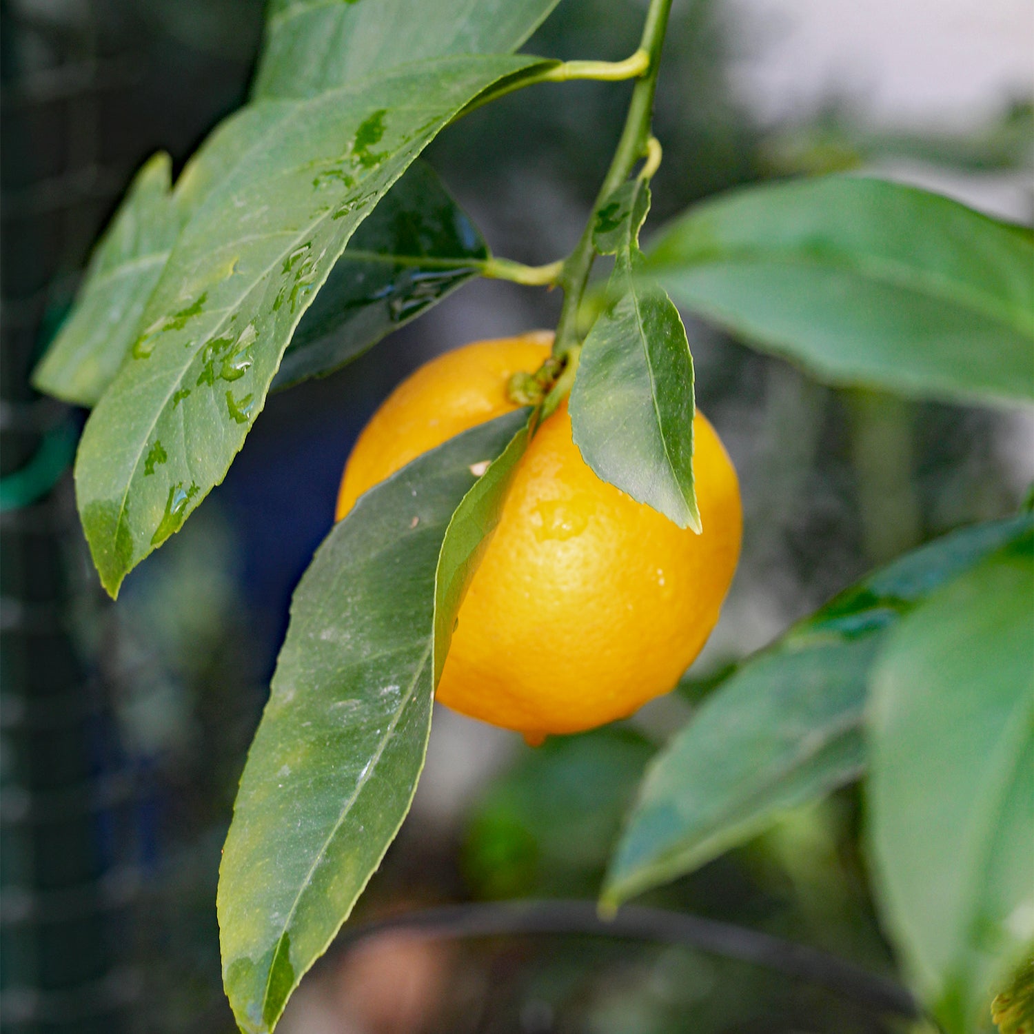 The Magical Meyer Lemon