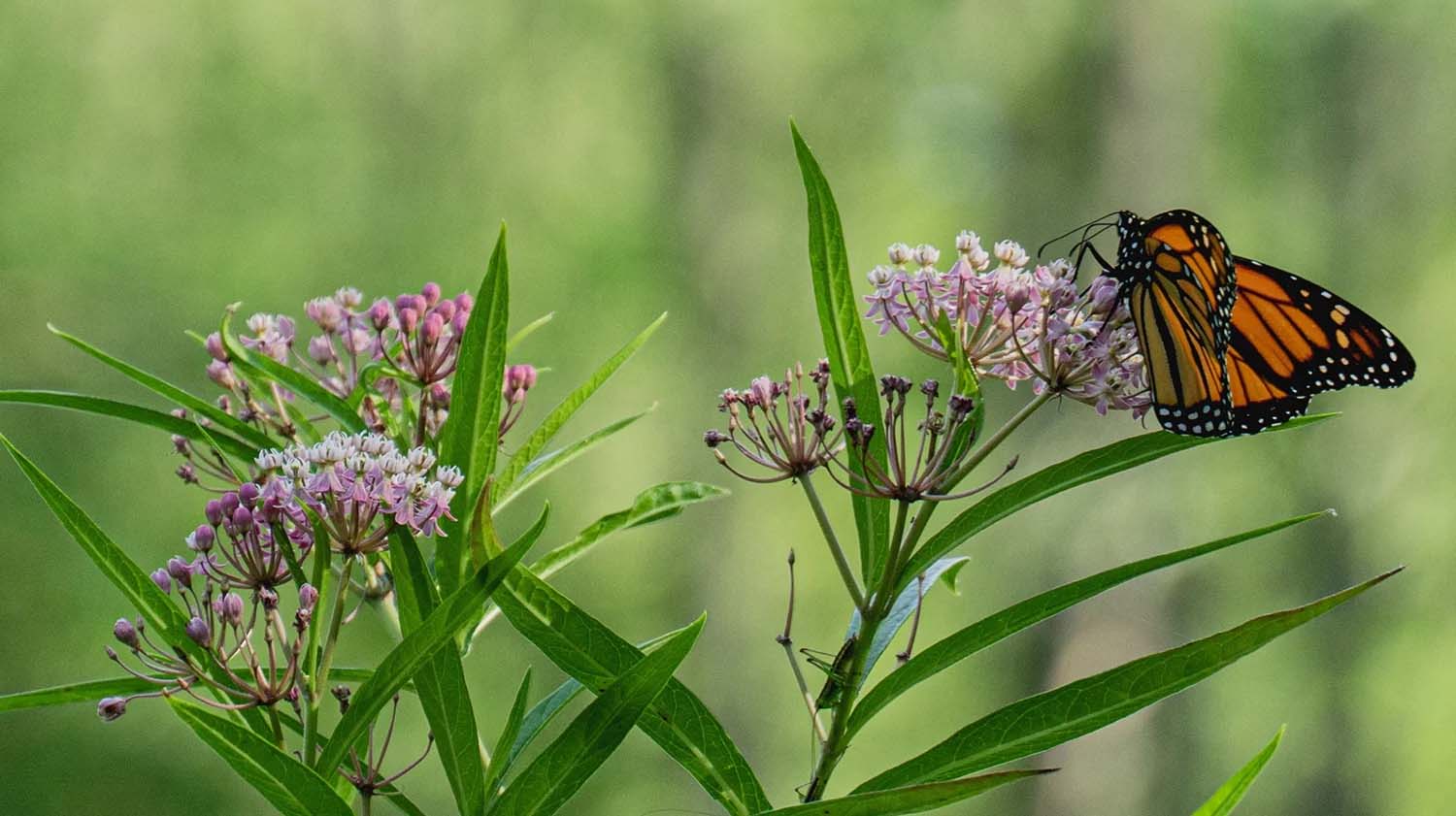 What Can I Plant with Milkweed?