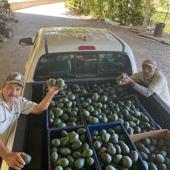 Mo’s Avocados at Roger’s Gardens