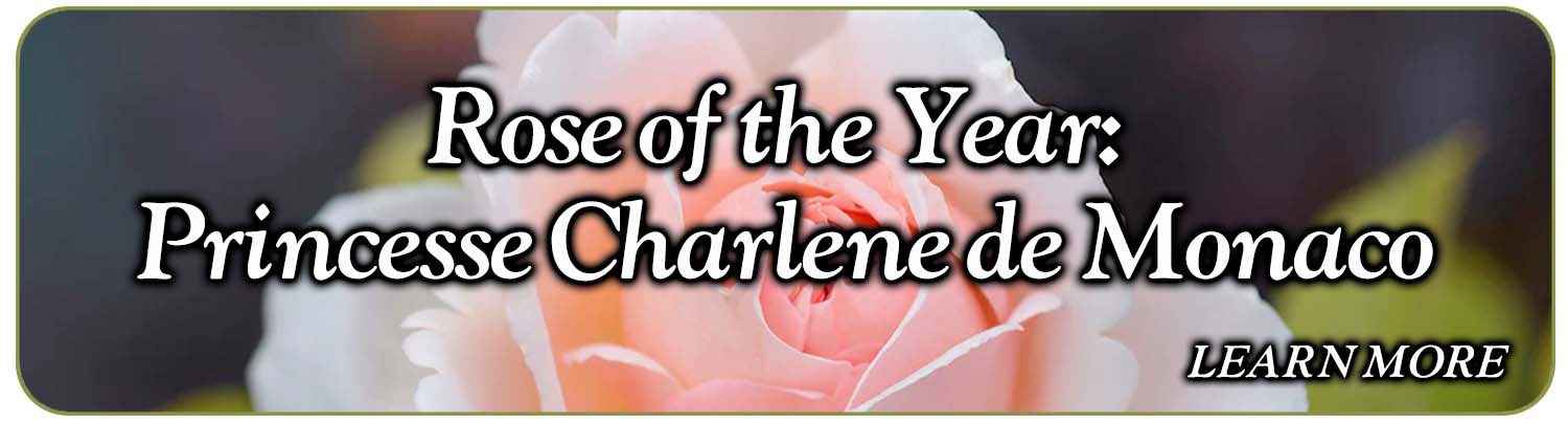 Rose of the Year: Princesse Charlene de Monaco Blog