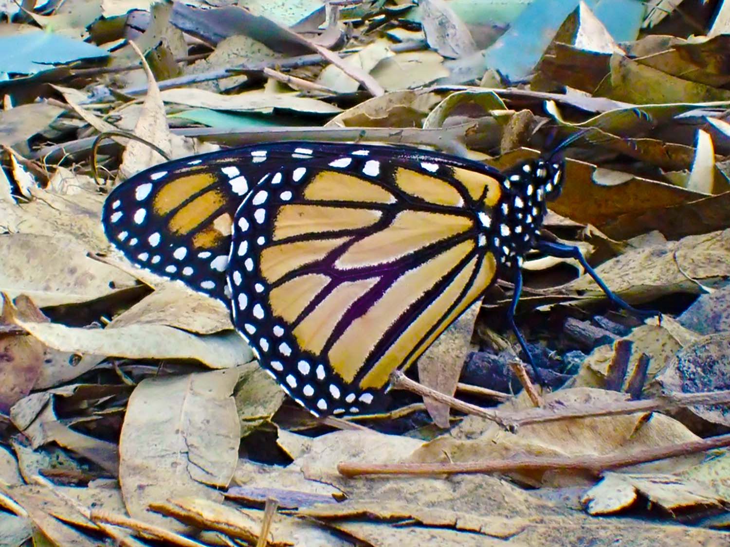 Milkweeds and Monarchs