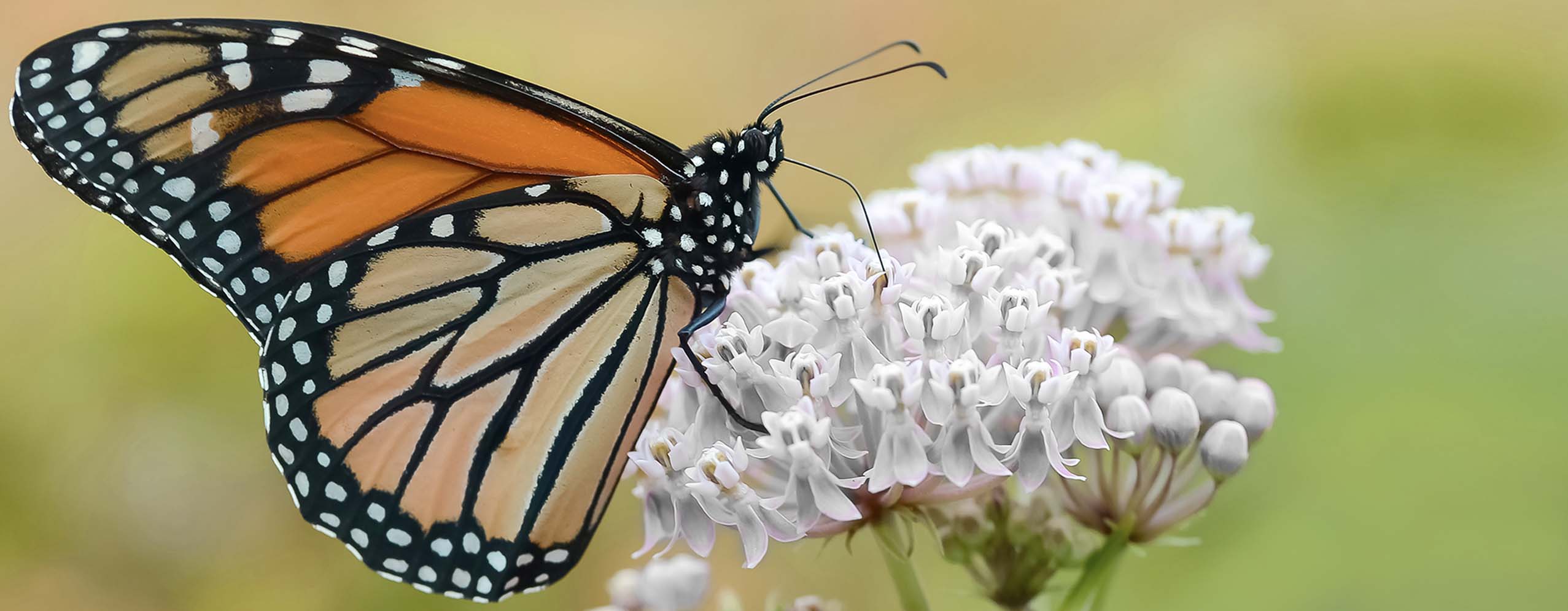 Monarch Butterfly Endangered? – Roger's Gardens
