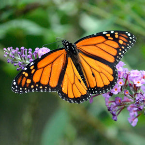 Helping & Monitoring Monarch Butterflies In Ca. – Roger's Gardens