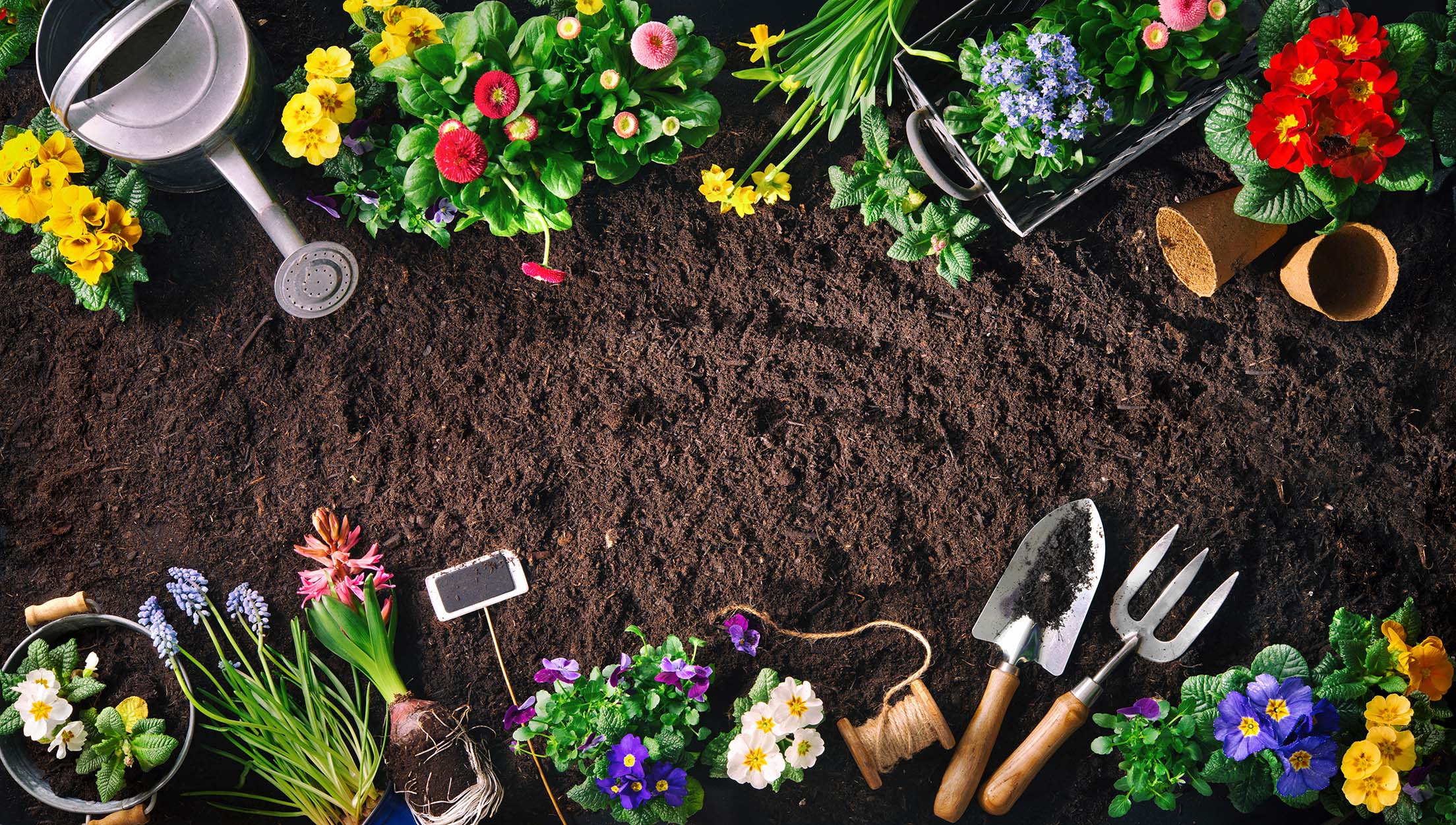 Backyard Gardening For Beginners