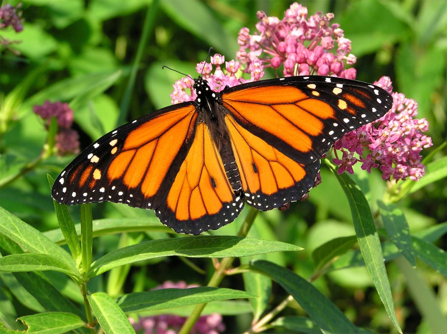 Monarch Butterfly Endangered? – Roger's Gardens