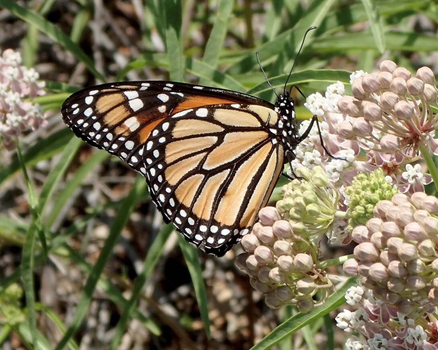 What to Know About Monarch Butterflies and The Milkweed in Your Garden