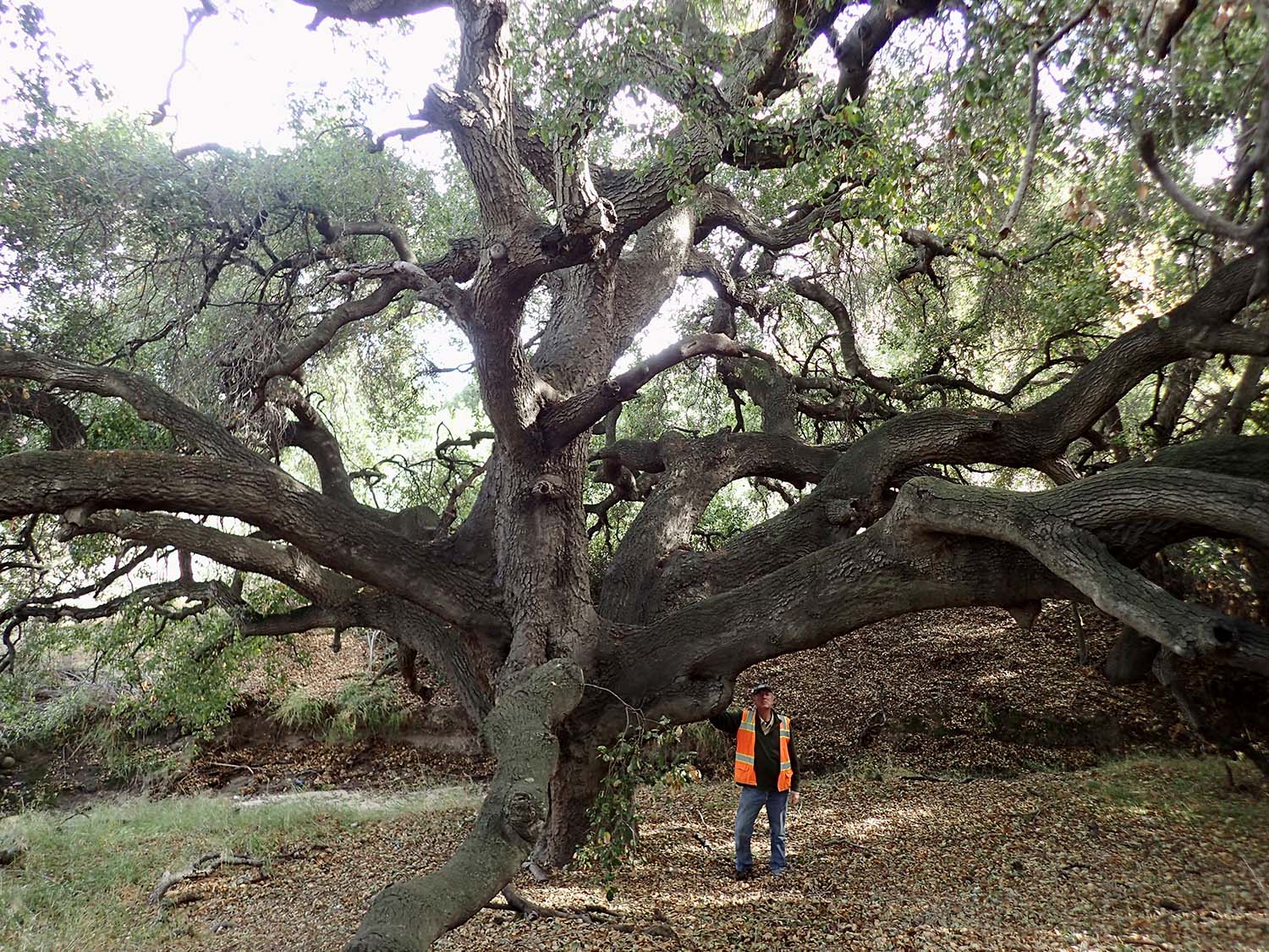 Acorns to Oaks