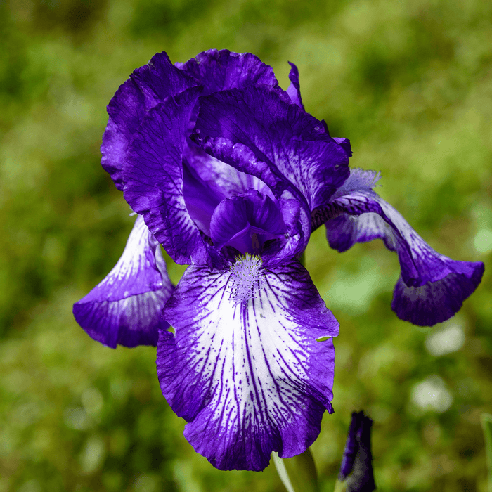 Bearded_Iris