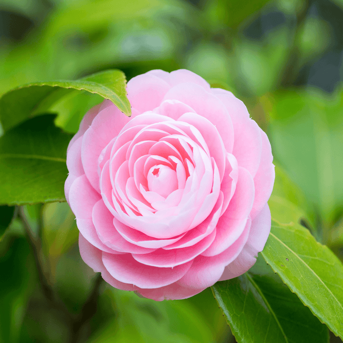 Camellias