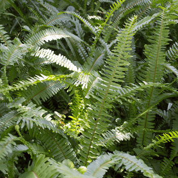 Ferns