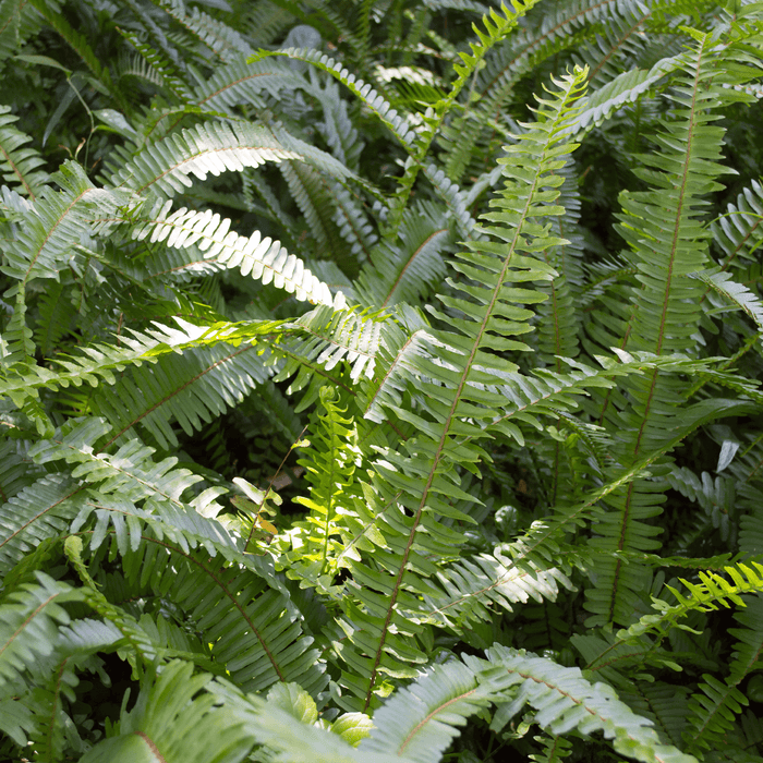 Ferns