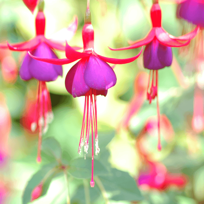 Fuchsias