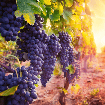 Grapes