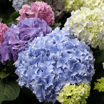 Hydrangeas