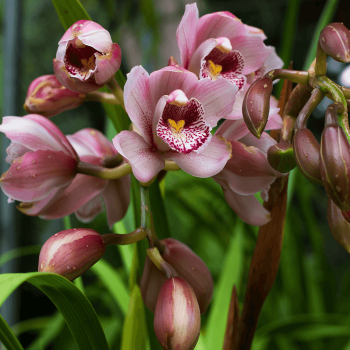 Orchids