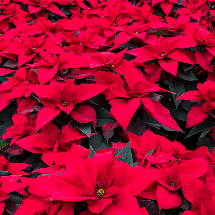 Poinsettias