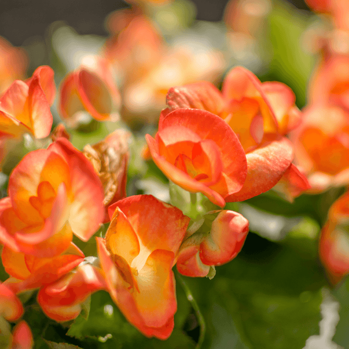 Tuberous_Begonias