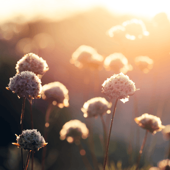 Wildflowers