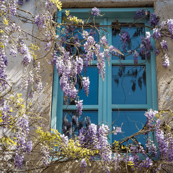 Wisterias