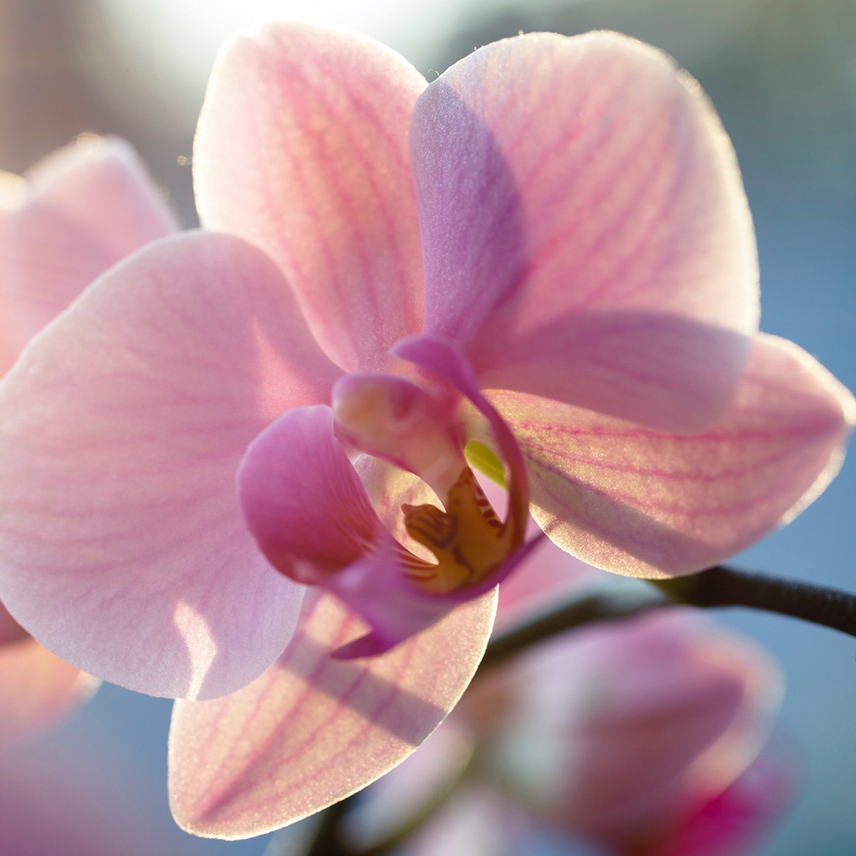 ORCHIDS 101: Soil Prep, Planting in Pots & Basic Maintenance