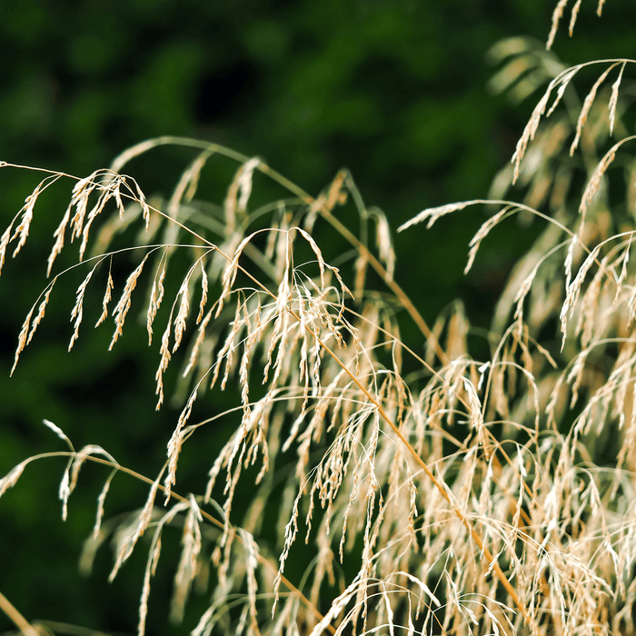 Grasses