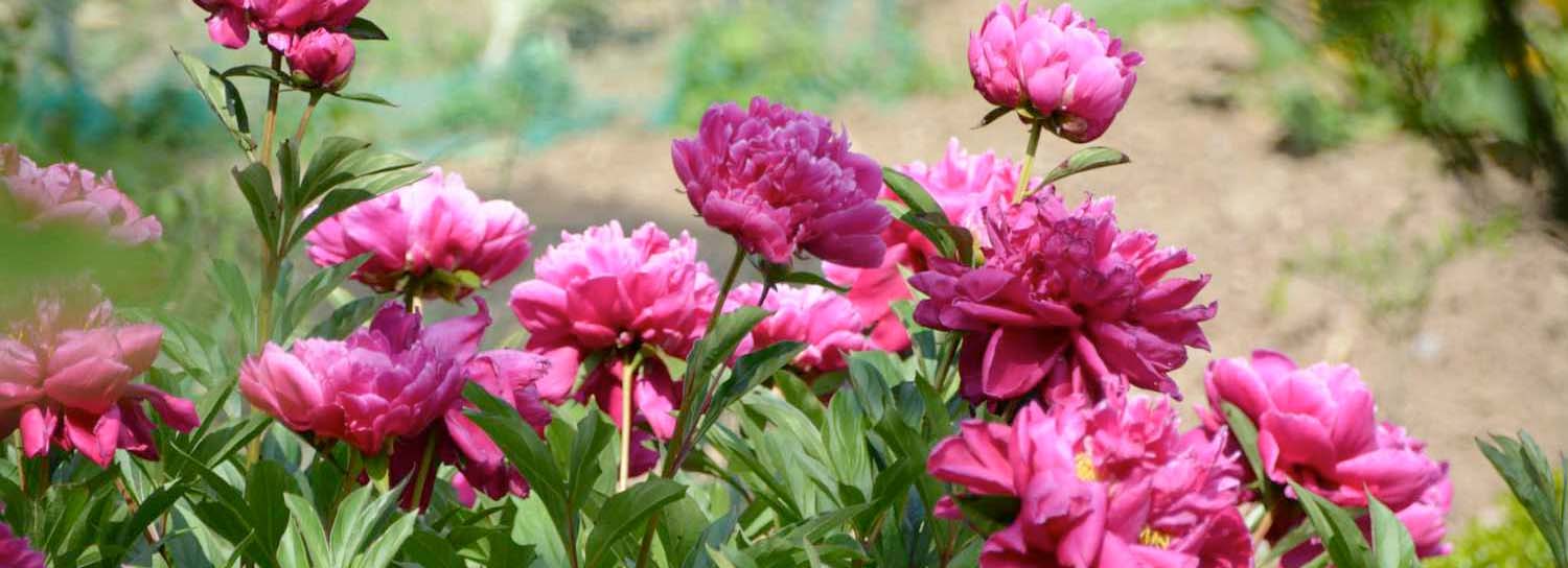 Spring into Gardening: The Best Plants to Plant this Spring Season