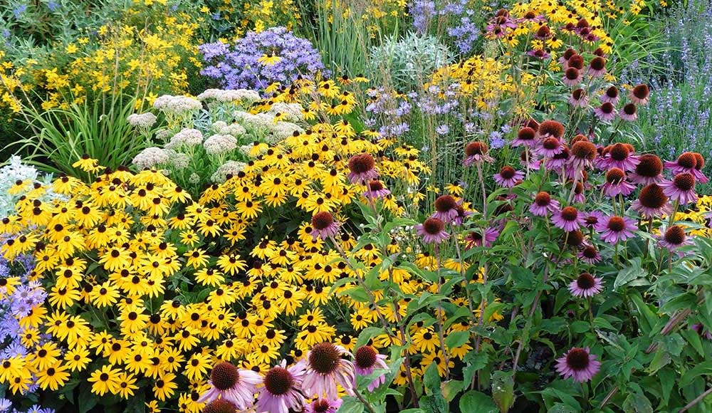 Flowering Annuals + Perennials – Roger's Gardens
