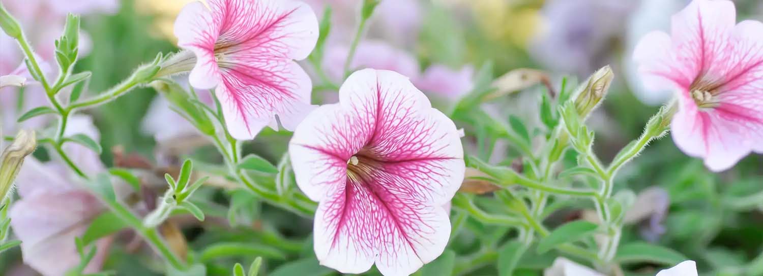 Spring into Gardening: The Best Plants to Plant this Spring Season