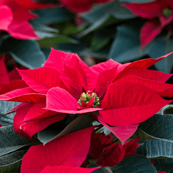 Poinsettias