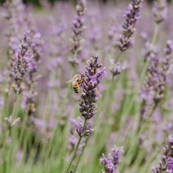 Pollinators