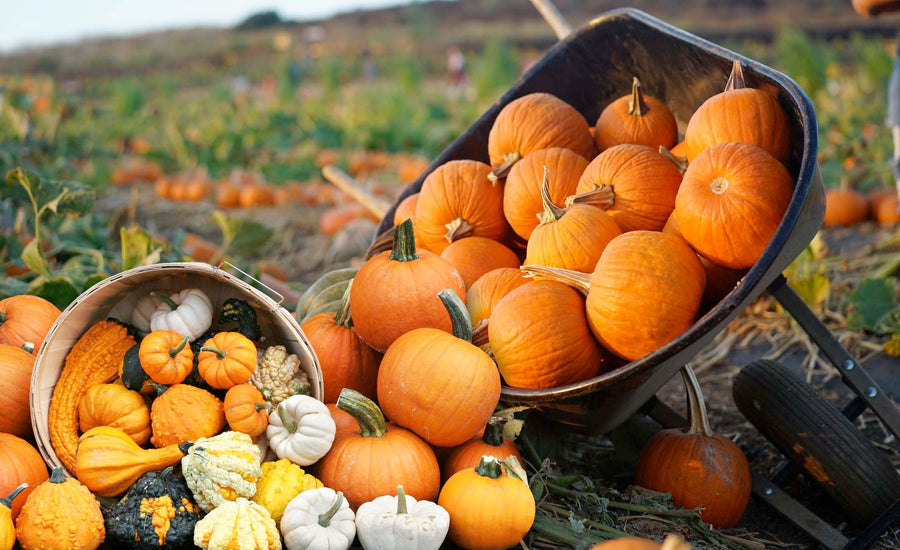 Our Heirloom Pumpkins, Squash & Gourds