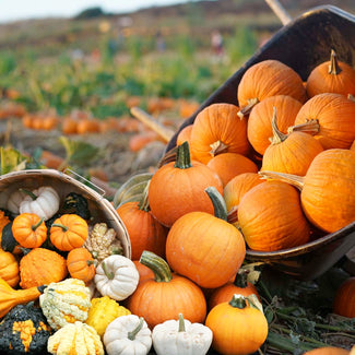 Our Heirloom Pumpkins, Squash & Gourds