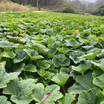 Our Heirloom Pumpkins, Squash & Gourds