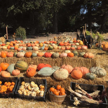 Our Heirloom Pumpkins, Squash & Gourds