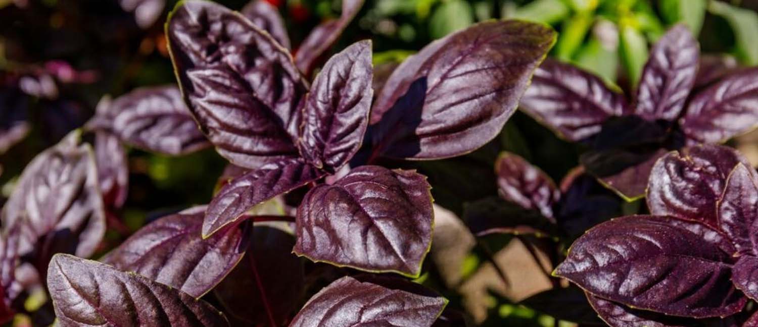 Sun-Kissed Basil: The Top Varieties for Southern California Gardens