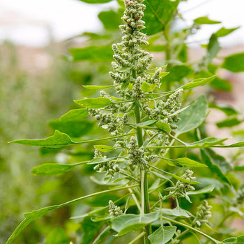 Quinoa - Chenopodium quinoa