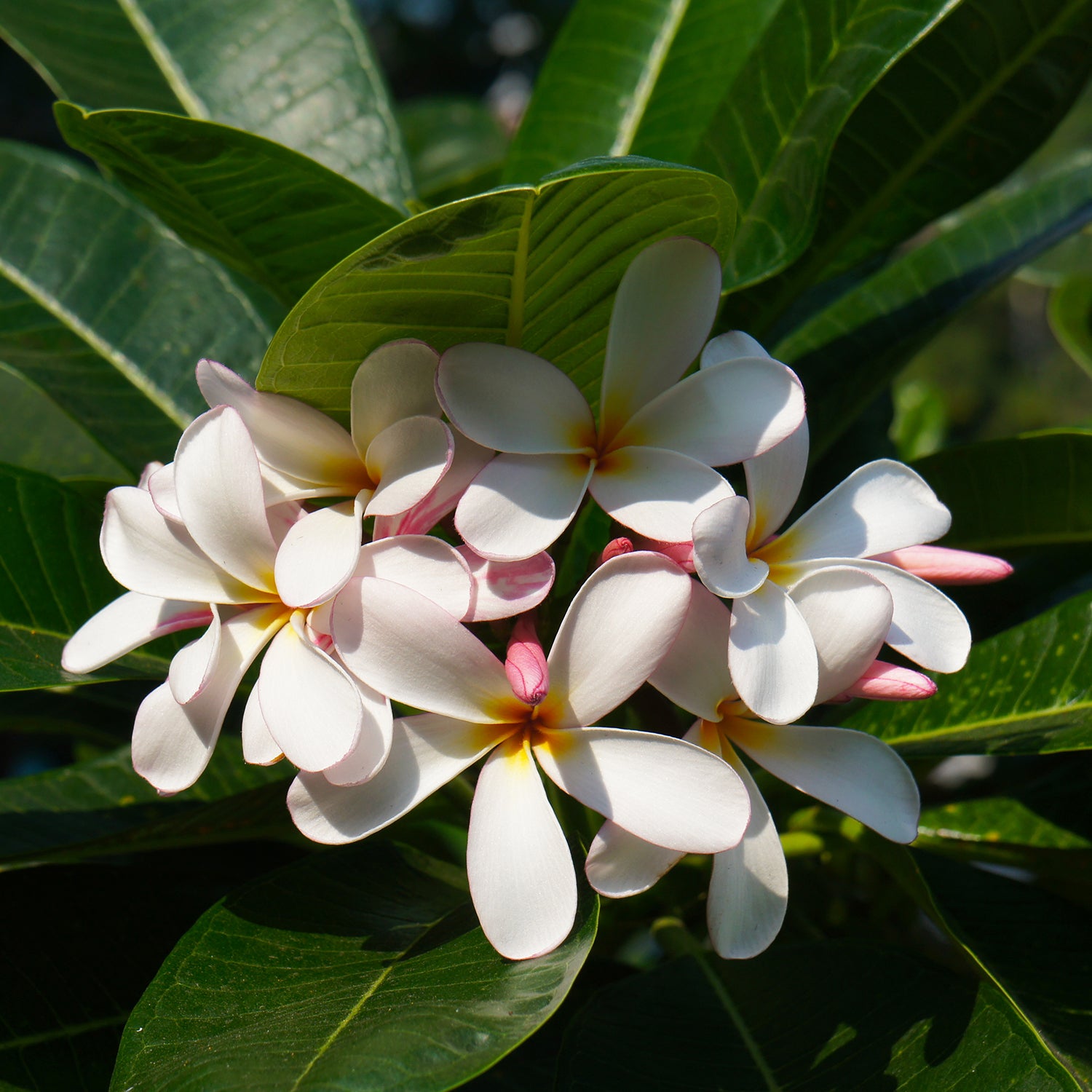 Tips For Caring For Dwarf Plumerias In CA – Roger's Gardens